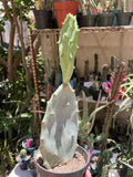 Opuntia Hybrid Cartwheel Prickly Pear Cactus 10" Tall - Ideal for Indoor & Outdoor Gardens, Drought-Tolerant Succulent