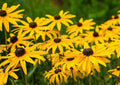 Black Eyed Susan Seeds - 1000+ Rudbeckia hirta Bright Yellow Flowers for Gardens, Borders & Wildflowers