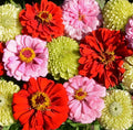 Zinnia Seeds - Pink Lemonade Mix - Non-GMO for Songbirds & Butterflies - 100 Seeds - Perfect for Hummingbirds