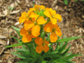Wallflower Seeds 1200 Pack | Siberian Fragrant Biennial Erysimum suecicum for Gardens & Borders