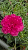 Hot Pink Portulaca Moss Rose Cuttings - 10 Unrooted Double Blooms - Portulaca grandiflora