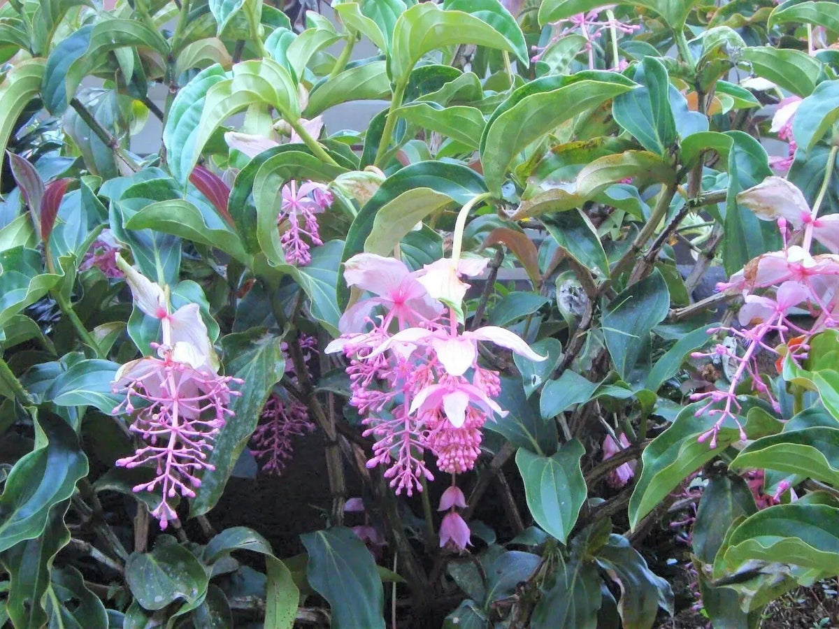 Royal Chandelier Medinilla Plant | Live Well Rooted Starter Plant | Rare Exotic Variety | Medinilla magnifica