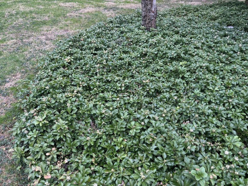 Pachysandra Ground Cover Plants - 20 Well Established Plants with Roots - Pachysandra terminalis