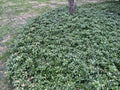 Pachysandra Ground Cover Plants - 20 Well Established Plants with Roots - Pachysandra terminalis