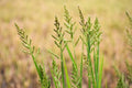 Barnyard Grass Seeds - 200+ Echinochloa crus-galli Cover Crop for Gardens and Lawns, Erosion Control, Wildlife Habitat