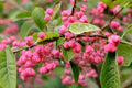 Cork Spindle Shrub Seeds - 10 Pack - Euonymus phellomanus - Hardy Ornamental Plant Seeds for Garden