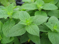 Lemon Mint Seeds 500+ Heirloom Monarda Citriodora Herb Annual for Culinary, Tea & Pollinator Gardens