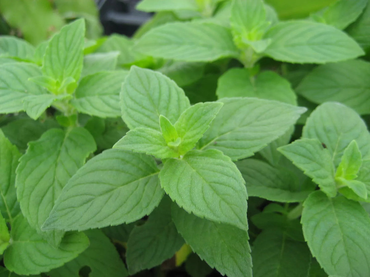Lemon Mint Seeds 500+ Heirloom Monarda Citriodora Herb Annual for Culinary, Tea & Pollinator Gardens