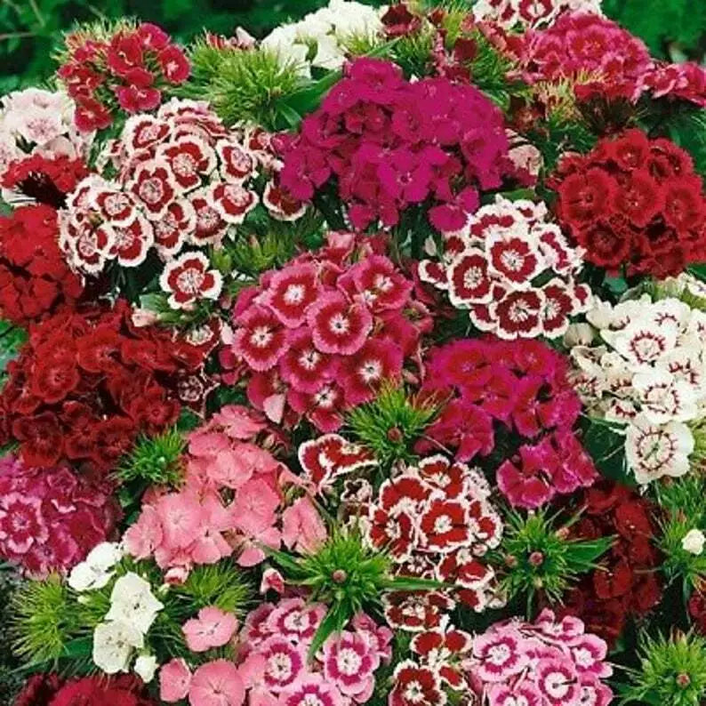 Sweet William Flower Seeds Pack – Over 300 Multi-Color Scented Dianthus barbatus Seeds for Gardens, Borders, and Cut Flowers