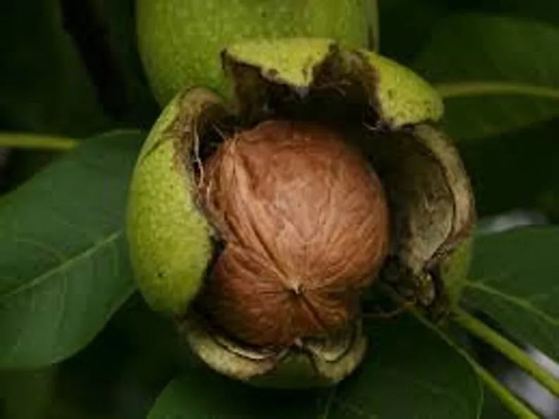 Black Walnut Tree Seeds – Organic Juglans nigra Nut Tree Seeds for Planting, Heirloom, 3 Pack