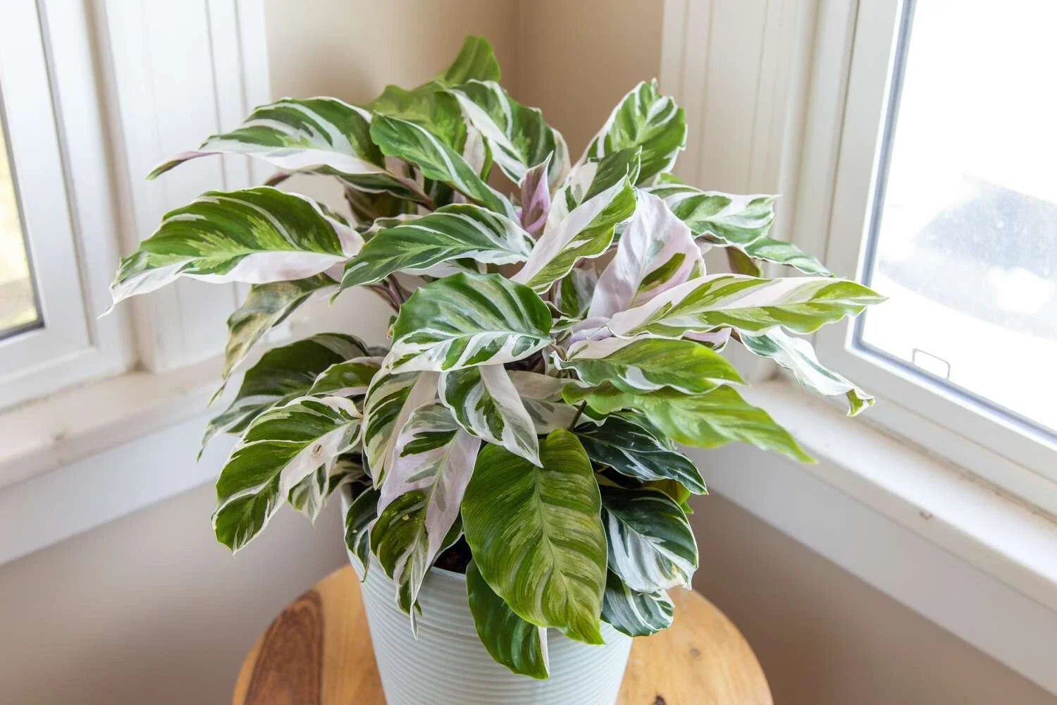 Calathea Seeds - 25+ White Fusion Variety - Garden Planting - Calathea White Fusion