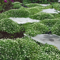 Irish Moss Seeds - Ground Cover Planting - Attractive Blooms - Sagina subulata