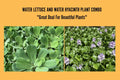 Water Plants Bundle - 2 Medium Water Hyacinth (Eichhornia crassipes) & 2 Water Lettuce (Pistia stratiotes) for Ponds and Tanks