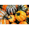 Acorn Carnival Squash Seeds, Vine Variety, Heirloom Cucurbita pepo, 30 Seeds for Gardening and Harvesting