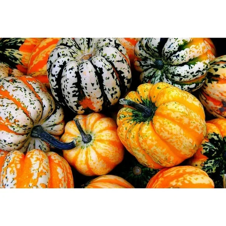 Acorn Carnival Squash Seeds, Vine Variety, Heirloom Cucurbita pepo, 30 Seeds for Gardening and Harvesting