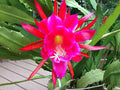 Rosy Swirl Orchid Cactus Cuttings - Two Fresh Epiphyllum Cuttings + Free Small Cutting Gift