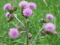 Creeping Thistle Seeds - 200+ Pack - Cirsium arvense - Non-GMO, USA Grown