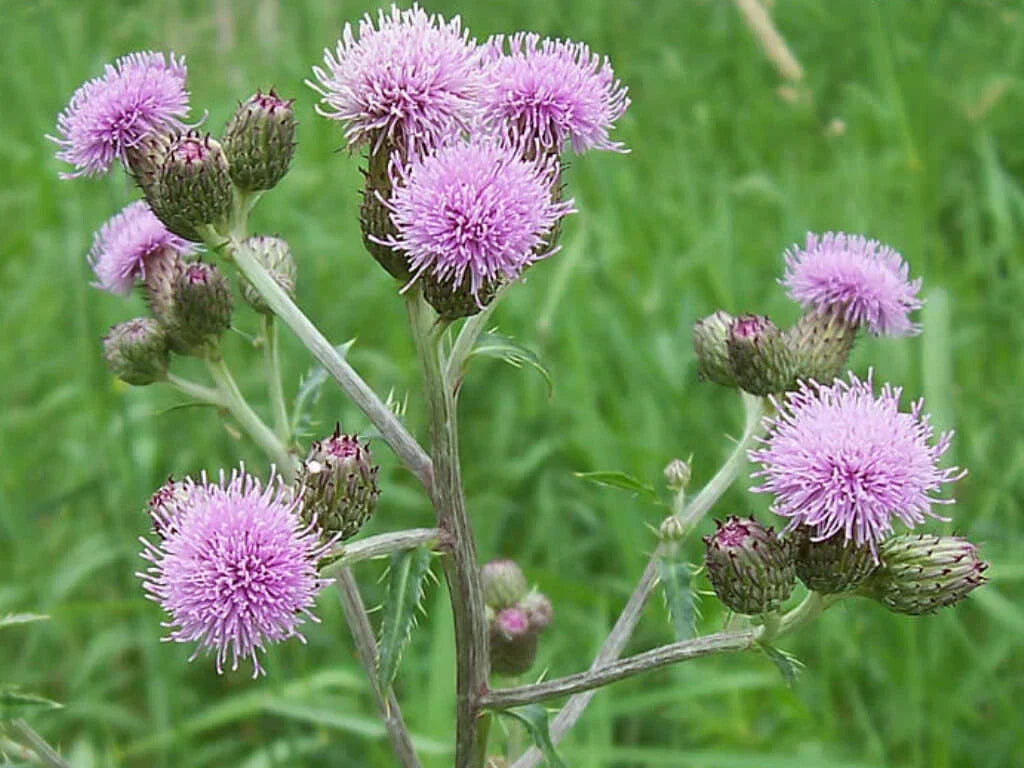 Creeping Thistle Seeds - 200+ Pack - Cirsium arvense - Non-GMO, USA Grown