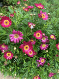 Argyranthemum frutescens Grandaisy Red Perennial Plants in 3" Pots with Vibrant Red Daisy Flowers