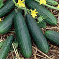 Spacemaster 80 Cucumber Seeds – Heirloom Organic Non-GMO – Compact Bush-Type Cucumis sativus for Small Gardens & Containers