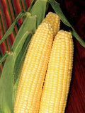 Early Sunglow Sweet Corn Seed - Fresh Bulk Seed (Zea mays) - Non-GMO, High Yield, Organic Gardening
