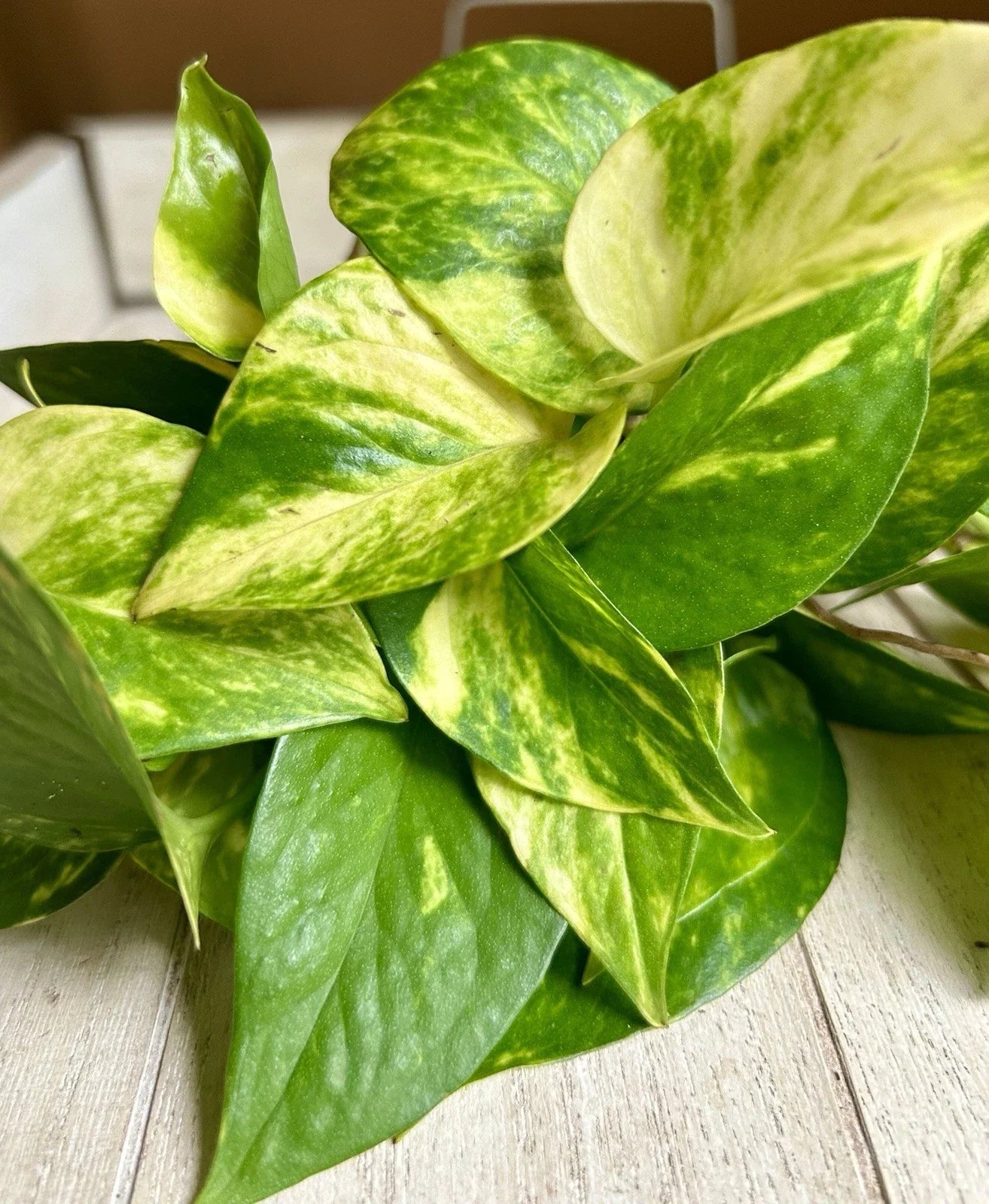 Rooted Pothos Plant Cuttings - 10 Pack - Epipremnum aureum - Easy Care Indoor Houseplants