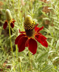 Dwarf Red Coneflower Seeds - Mexican Red Hat - Columnar Echinacea purpurea for Borders & Containers