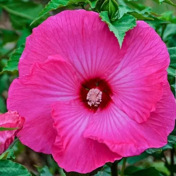 Honeymoon Deep Pink Hardy Hibiscus Seeds – Heirloom Dinner Plate Hibiscus moscheutos, 20+ Seeds for Garden, Pollinator Attracting
