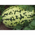 Watermelon Seeds Collection - 4 Heirloom Seed Varieties for Garden Planting - Organic Watermelon Seed Pack