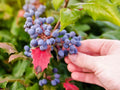 Starter Leatherleaf Mahonia Plant in Small Pot, Evergreen Shrub, Mahonia japonica, Fragrant Yellow Flowers, Shade Tolerant