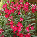 Oleander Seeds 50 Count Scarlet Red Nerium oleander Fresh Seeds for Garden, Landscape, Outdoor Planting