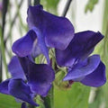 Royal Navy Blue Sweet Pea Seeds | Climbing Vine, Blue/Purple Flowers, Lathyrus odoratus, Garden Seeds