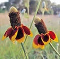 Mexican Hat Flower Seeds - 100 Fresh Ratibida columnifera Seeds with Free USA Shipping