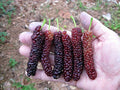 Pakistan Long Mulberry Tree Live Plant - Morus Macroura - Exotic Fruit Tree for Home Garden & Landscape