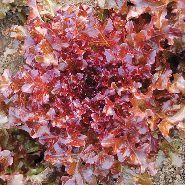 Red Salad Bowl Lettuce Seeds - Non-GMO, Heirloom, Loose-Leaf, Lactuca sativa