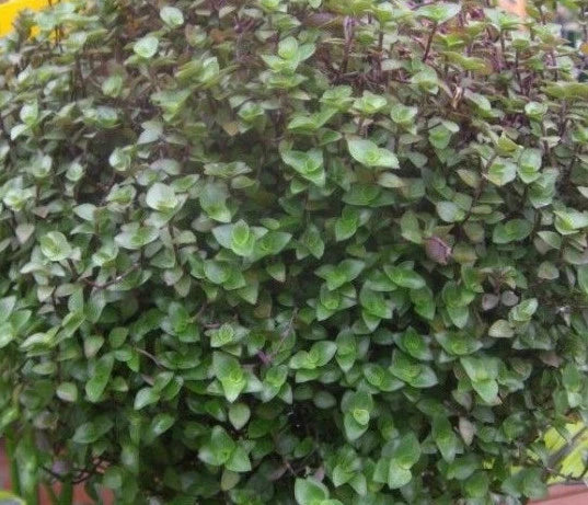 Dwarf Bolivian Wandering Jew Cuttings - 10 Tradescantia Minima Callisia Repens Indoor Plant Propagation