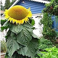 Mongolian Sunflower Seeds | 10 Seeds | Helianthus annuus | Tallest Sunflower