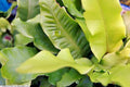 Hardy Tongue Fern Spores 1001 Seeds - Cold Hardy Asplenium scolopendrium