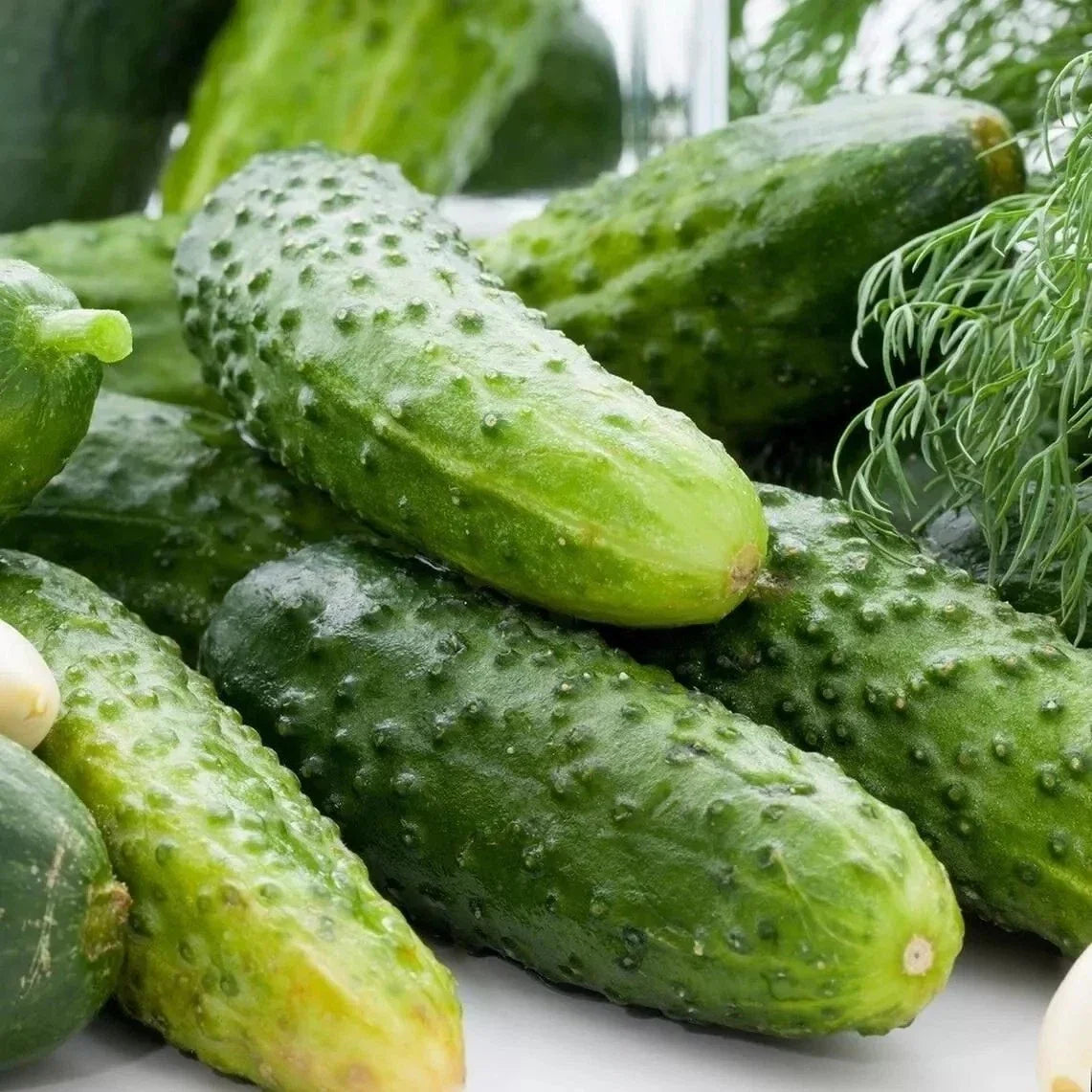Boston Pickling Cucumber Seeds - Non-GMO Heirloom Cucumis sativus for Pickling & Fresh Eating, 25+ Seeds