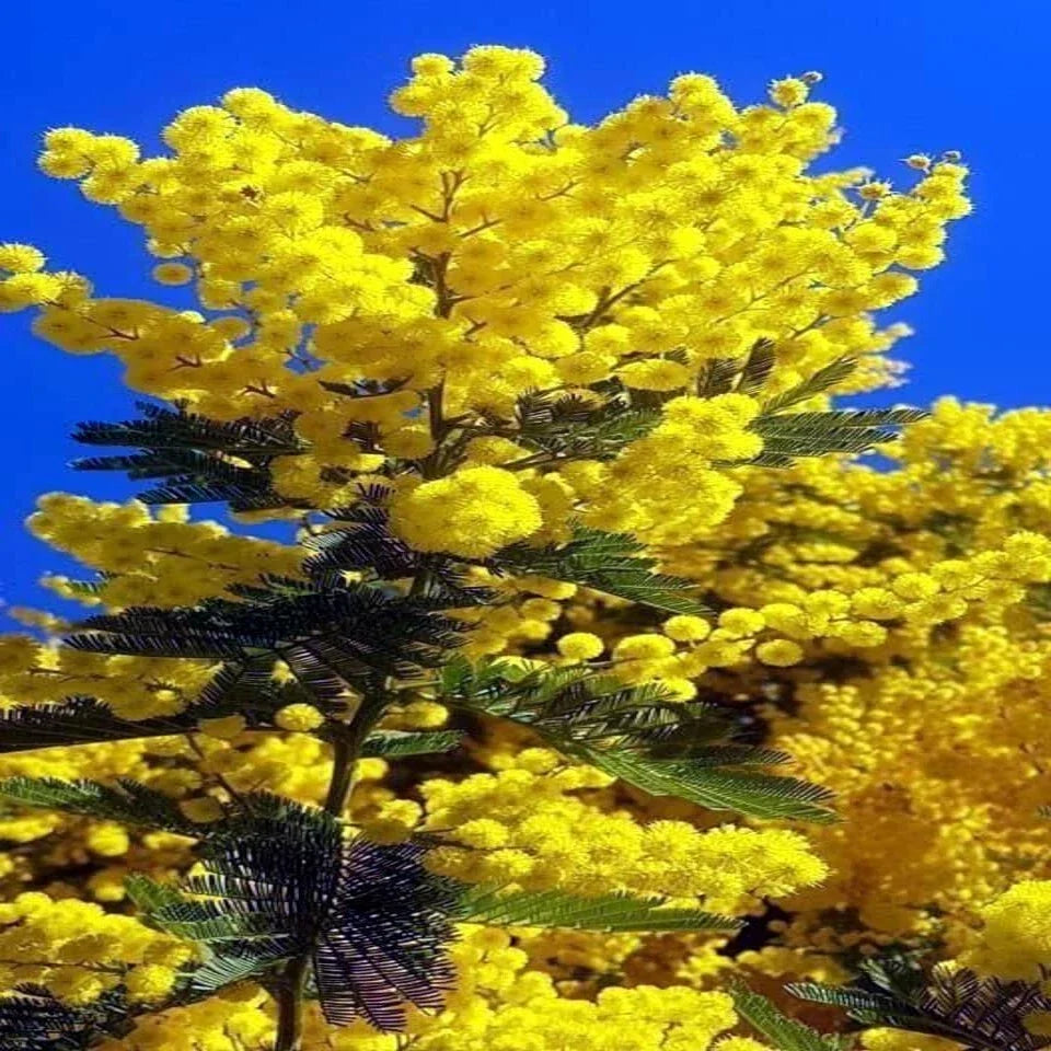 10 Sweet Acacia Seeds | Fast-Growing Mimosa Tree | Acacia farnesiana | Wattle Flower Seeds