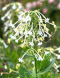 White Jasmine Flowering Tobacco Seeds - Nicotiana sylvestris, 1500+ Seeds for Garden, Landscape & Containers