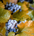 Concord Grape Seeds - Organic Vitis labrusca - 10 Seeds for Growing Fox Grape Climbing Vine