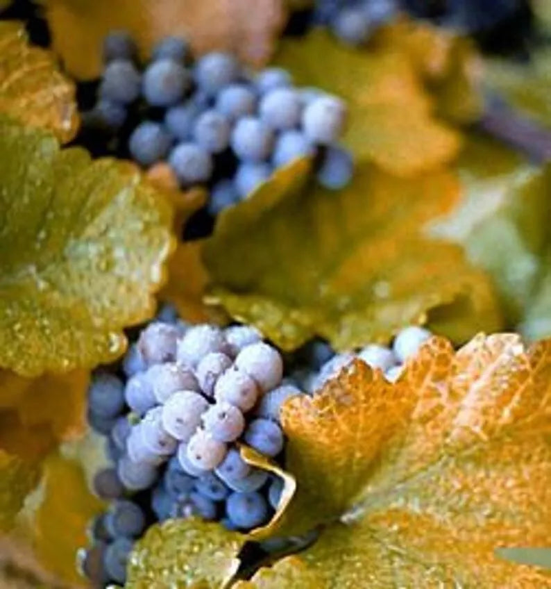 Concord Grape Seeds - Organic Vitis labrusca - 10 Seeds for Growing Fox Grape Climbing Vine