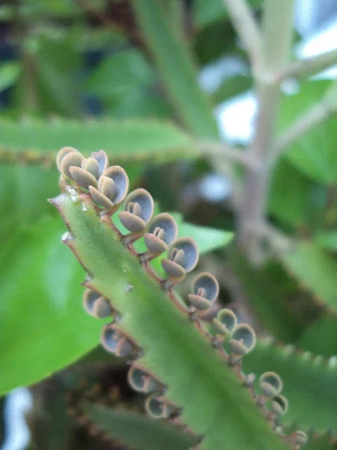 Mother of Thousands Plant - Starter Size Kalanchoe daigremontiana - Easy Care Indoor Succulent
