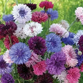 Cornflower Seeds Bulk Pack - Heirloom Non-GMO Centaurea cyanus, Blue, Pink, White, 1500 Seeds