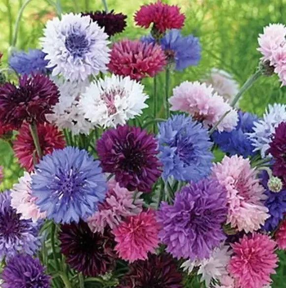 Cornflower Seeds Bulk Pack - Heirloom Non-GMO Centaurea cyanus, Blue, Pink, White, 1500 Seeds
