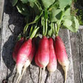 Radish Seeds - 500 Count - French Breakfast Heirloom Non-GMO Raphanus sativus for Salad and Garnishes