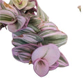 Tradescantia Nanouk Cuttings – Lilac Wandering Jew Plant in 2" or 4" Pot – Easy Care Indoor Houseplant, Vibrant Foliage, Trailing, Fast-Growing