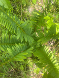 Live Christmas Fern Root - Bare Root Polystichum acrostichoides - Native Smoky Mountains Woodland Perennial