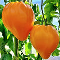 Orange Oxheart Tomato Seeds - Heirloom Organic Non-GMO Solanum lycopersicum, 10+ Seeds for Home Garden, Juicy Heart-Shaped Tomatoes